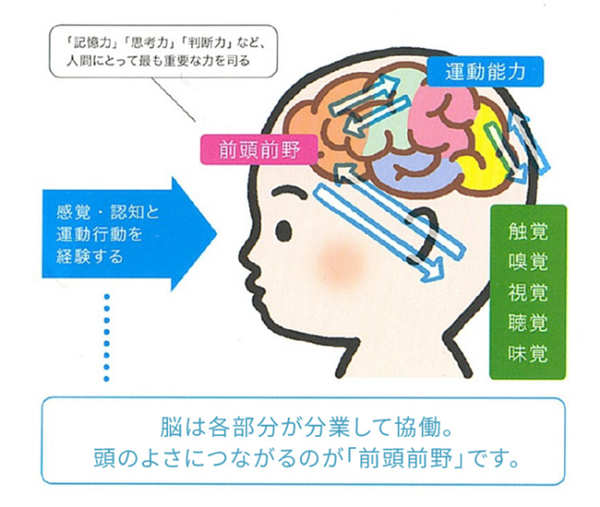 赤ちゃんの脳のイラスト。「記憶力」「思考力」「判断力」など人間にとって最も重要な力を司る「前頭前野」が中央に示され、感覚・認知と運動行動を経験することで、触覚・嗅覚・視覚・聴覚・味覚や運動能力が育っていく様子を表す図。脳は各部分が分業して協働しており、頭のよさにつながるのが「前頭前野」であることを説明している