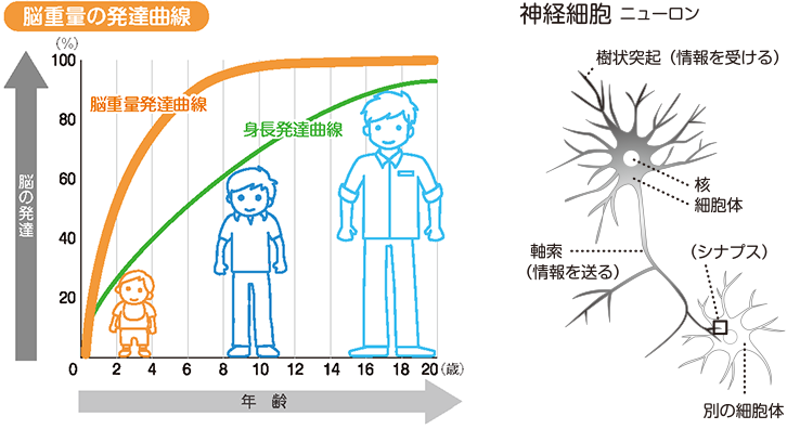 脳の成長期は10歳まで