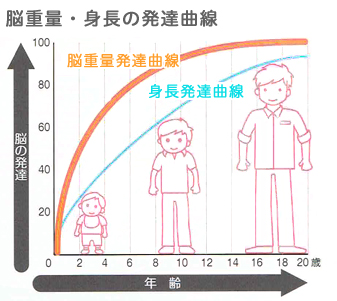 脳の発達 脳機能の発達